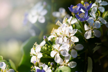 Flowers are blooming beautifully in the warm morning sunlight that giving a sense of peace.の写真素材