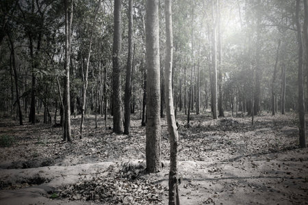 The forest under the sun shining through the shadows of the trees that retouching to the dark as if...