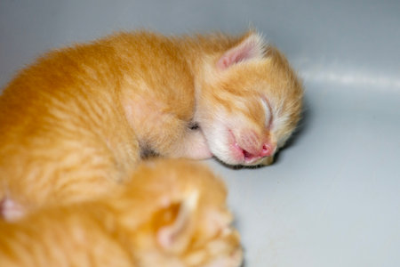 Newborn kittens sleeping after nursing from their mother.の写真素材