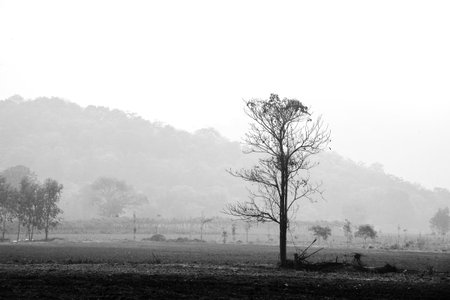 A black and white photo of a rural landscape in Thailand, with mountains and mist in the distance, giving a sense of tranquility.の写真素材