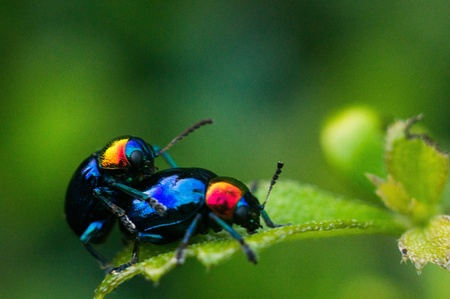 The Bugの写真素材