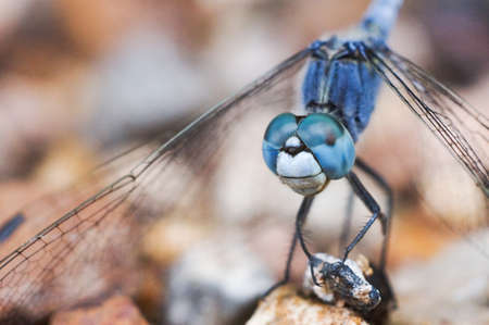 Blue Dragonflyの写真素材