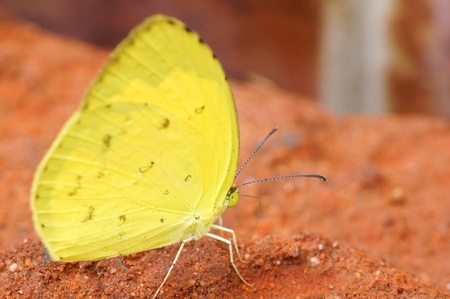 Butterflyの写真素材