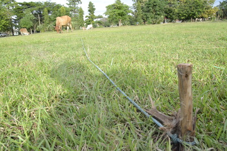 Cow tied to the coreの写真素材