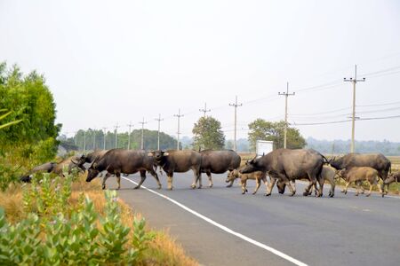 Herd of buffalo crossing the roadの写真素材