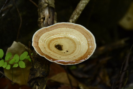 Mushrooms in the Wild .forest