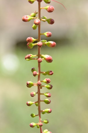 Local Fruitの写真素材