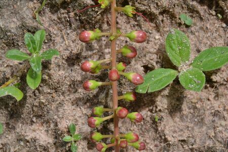 Local Fruitの写真素材