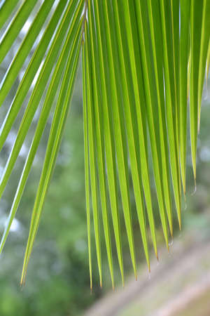 coconut leavesの写真素材