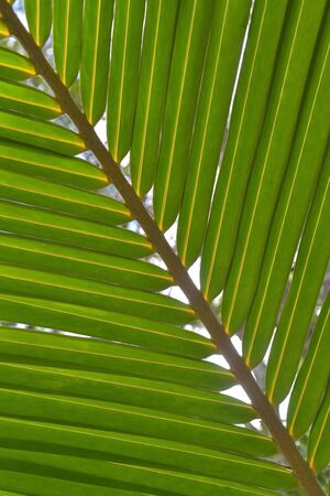 coconut leavesの写真素材