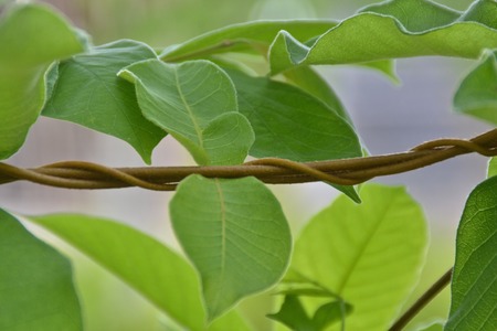 vine liana  creeping plantの写真素材