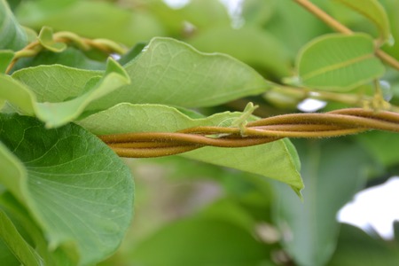 vine liana  creeping plantの写真素材