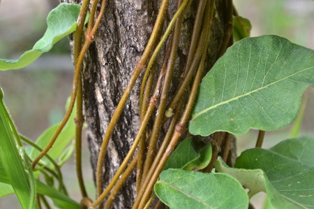 vine liana  creeping plantの写真素材