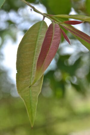 vegetableの写真素材