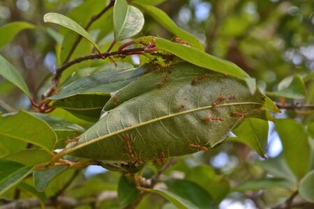 ant nestの写真素材