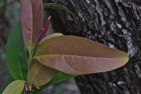 Leaf colorの写真素材