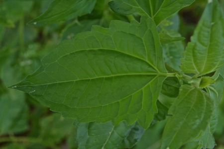 Green leafの写真素材