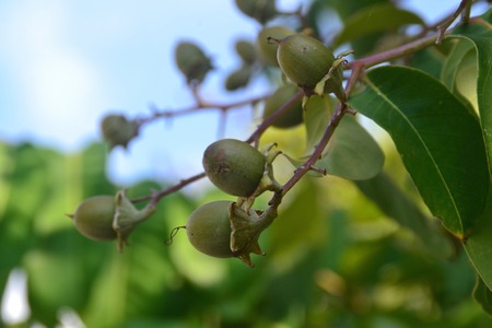 Local fruit inedible .の写真素材