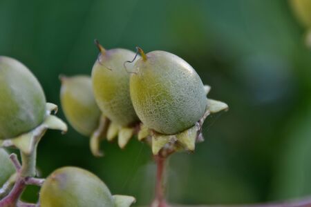 Local fruit inedible .の写真素材