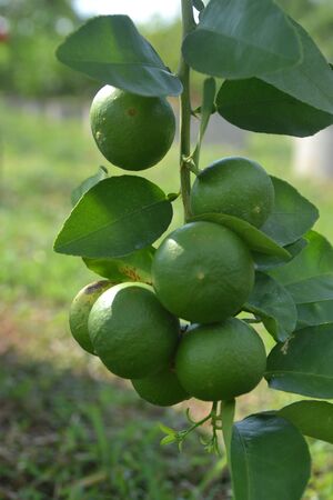 lemonの写真素材