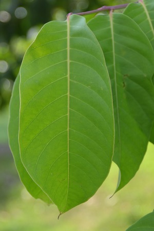 Green leafの写真素材