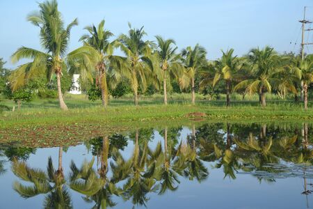 coconutの写真素材