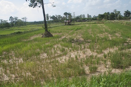 droughtの写真素材