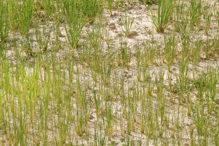 droughtの写真素材