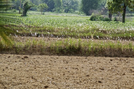 droughtの写真素材