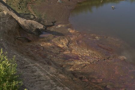 Marshes near dryの写真素材
