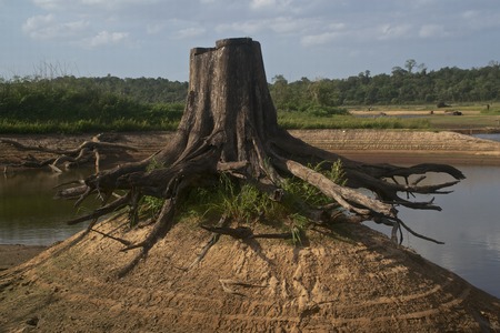 Stumpの写真素材