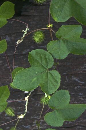 leavesの写真素材