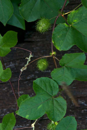 leavesの写真素材