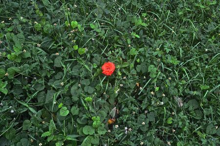 Red rosesの写真素材