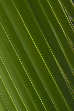 Green leafの写真素材