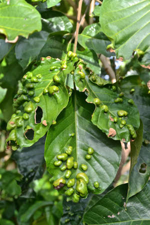 Green leafの写真素材