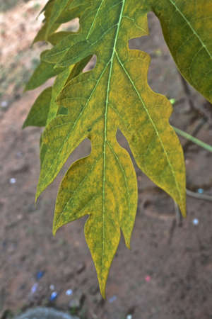 Green leafの写真素材