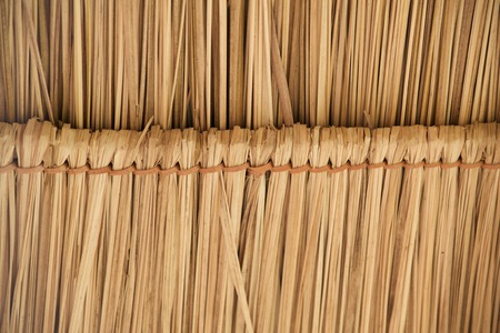 Background grassの写真素材