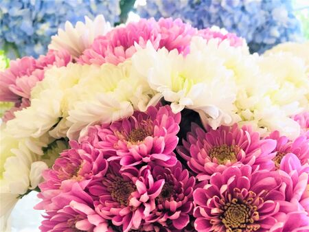 Close Up Colorful Flowers Garden Natural Nature Backgroundの写真素材