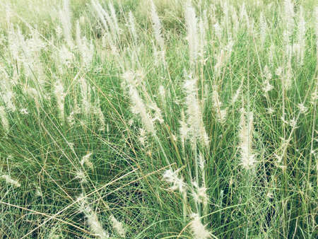 Grass Flower in Nature Natural Backgroundの写真素材