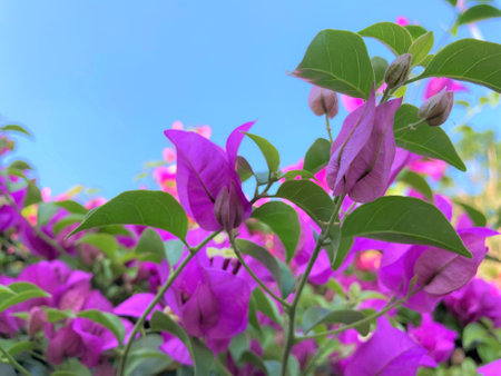 Green Leaves Trees in Natural on Mountains Nature Backgroundの写真素材