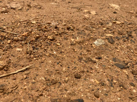 Stone and Leaves on Ground in Nature Natural Backgroundの写真素材