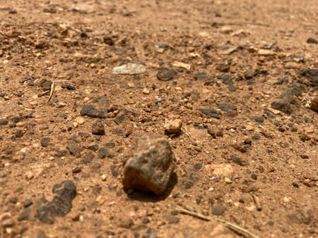 Stone and Leaves on Ground in Nature Natural Backgroundの写真素材