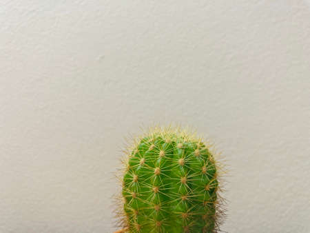 Cactus Plants in Pots Background
