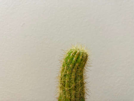 Cactus Plants in Pots Backgroundの写真素材