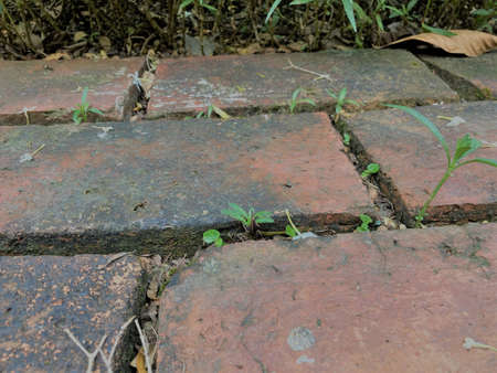 Brick Floor in Nature Backgroundの写真素材