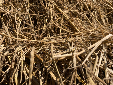Dry Straw in the Field Close up of a Straw Backgroundの写真素材