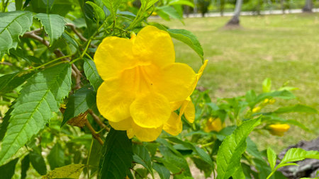 Flowers in Natural on Mountains Nature Background
