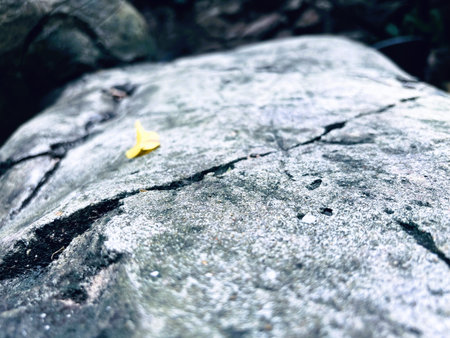Stone in Natural Nature Texture Backgroundの写真素材