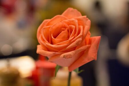 Orange Roseの写真素材